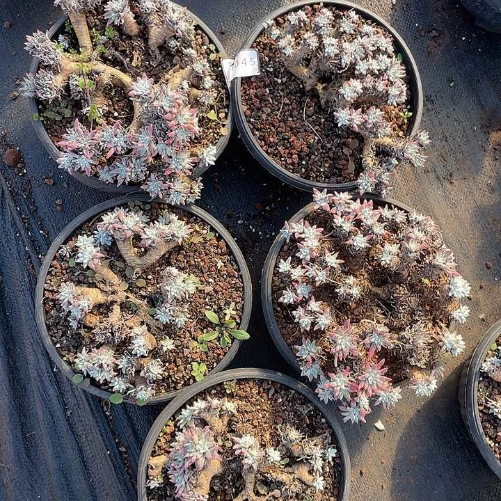 白菊多头老桩瑕疵不售后10045