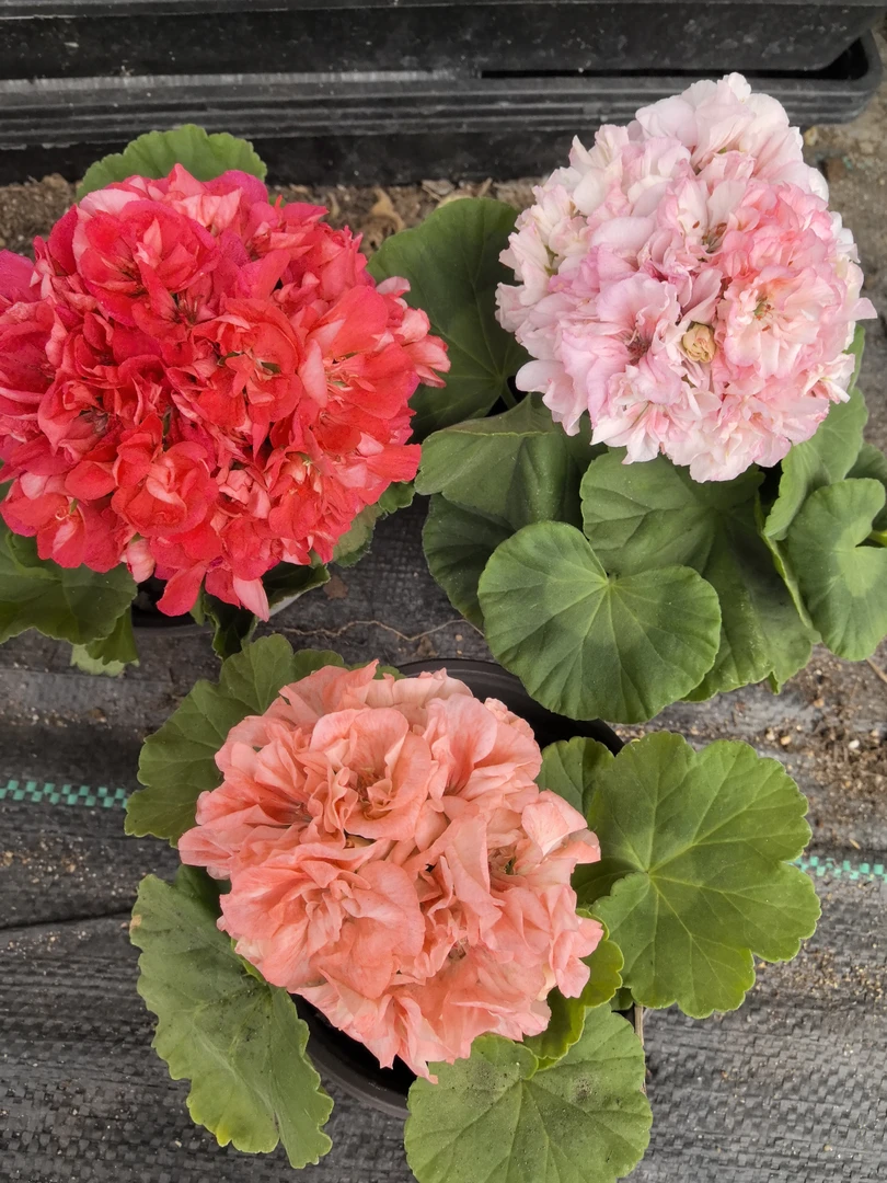 【高地魅力（小苗）+桃之喜悦（小苗）+比尔的梦想（小苗】3颗天竺葵组合