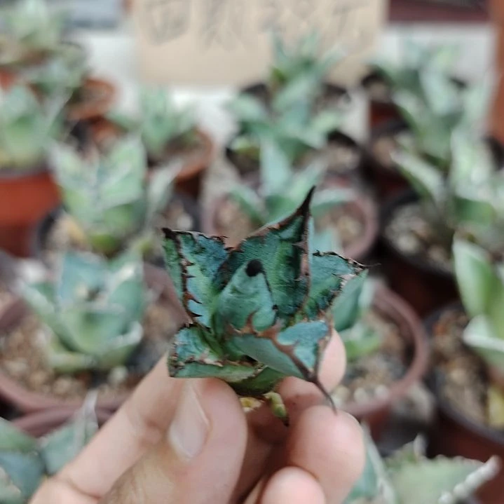 小****桃万代严龙顶芽龙舌兰