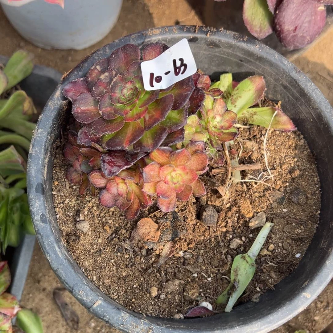 63海王七多肉多肉多肉