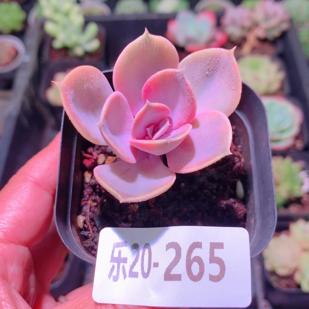 乐然20-265 彩虹单头