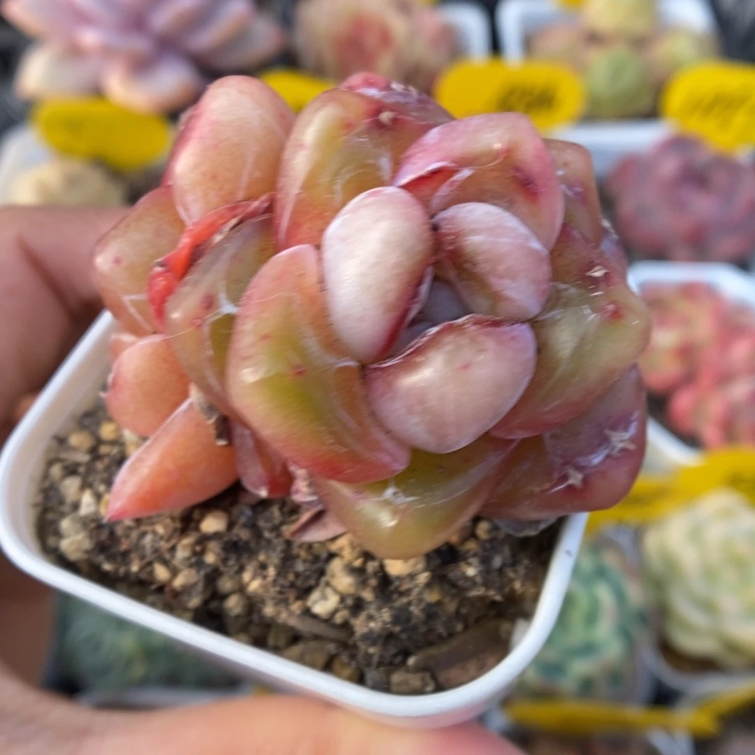 红糖珍妮可拍939号