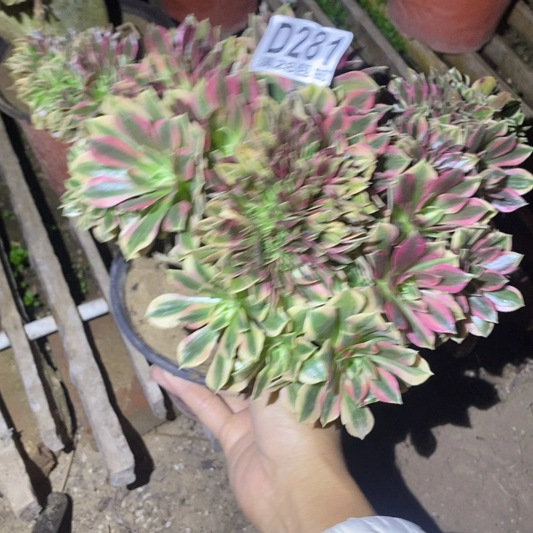 281 多肉植物不包断枝