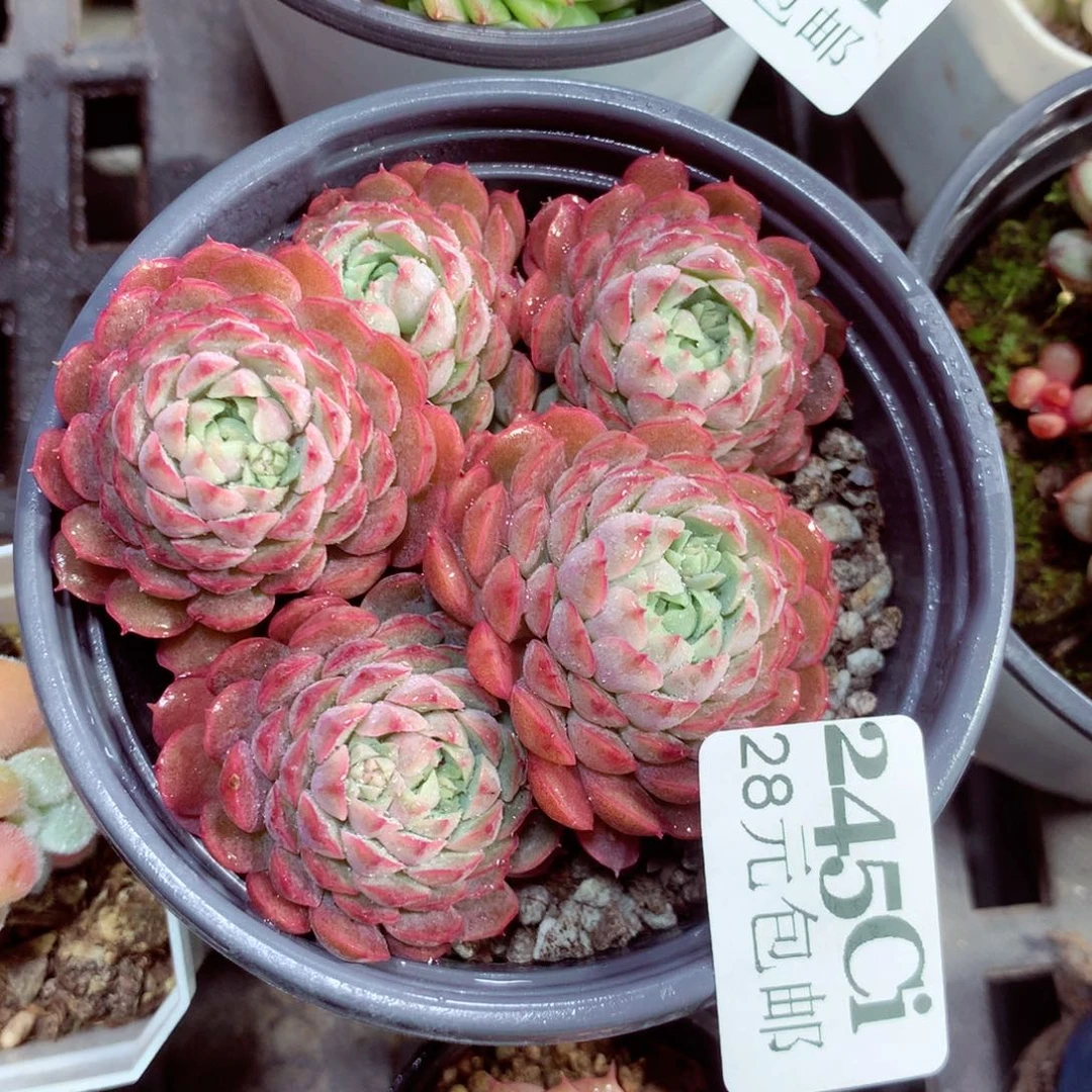 5厘米盆精控多肉245