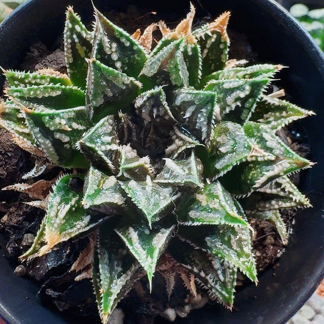 老***玉十二卷福利活动京子