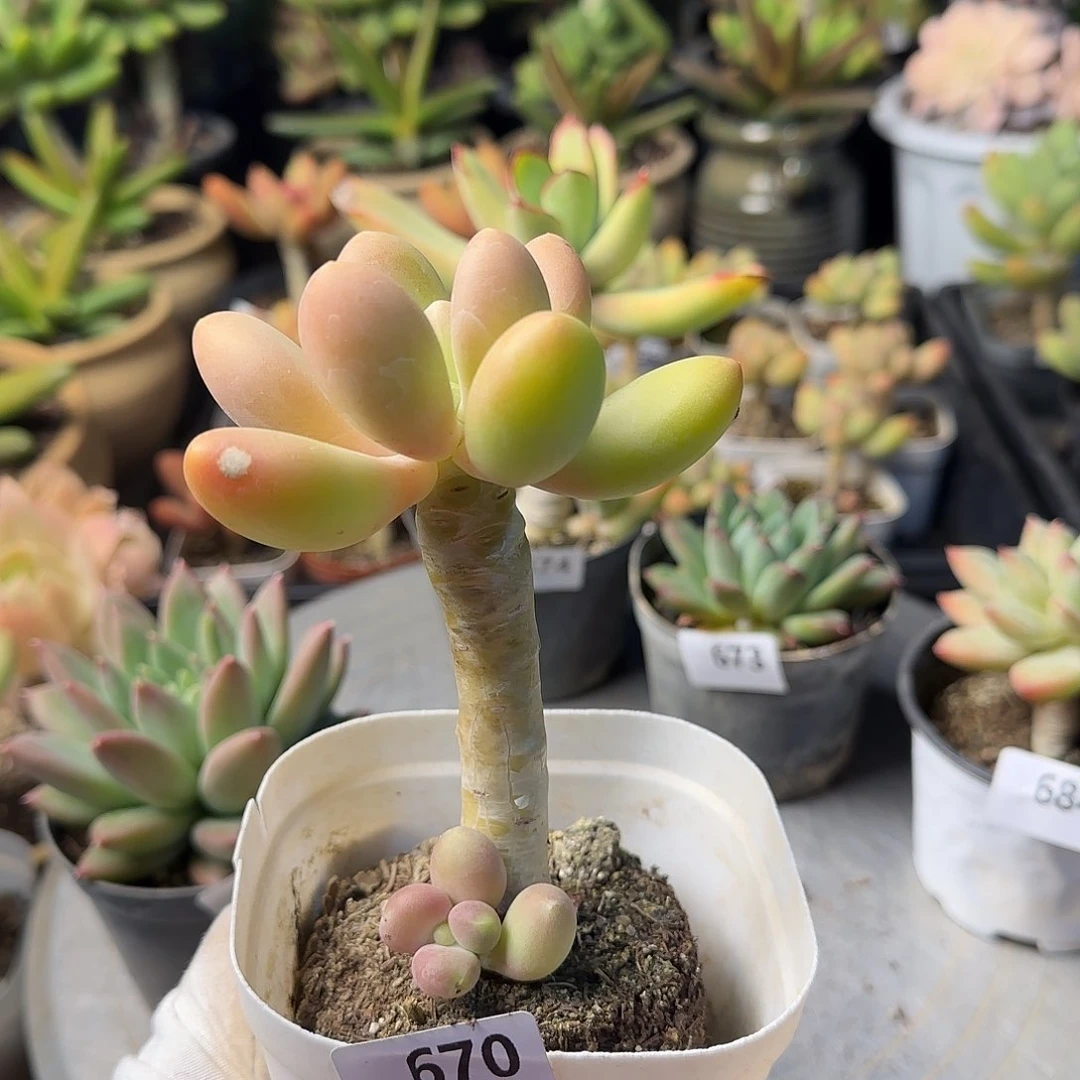 静****晴670号 一物一拍