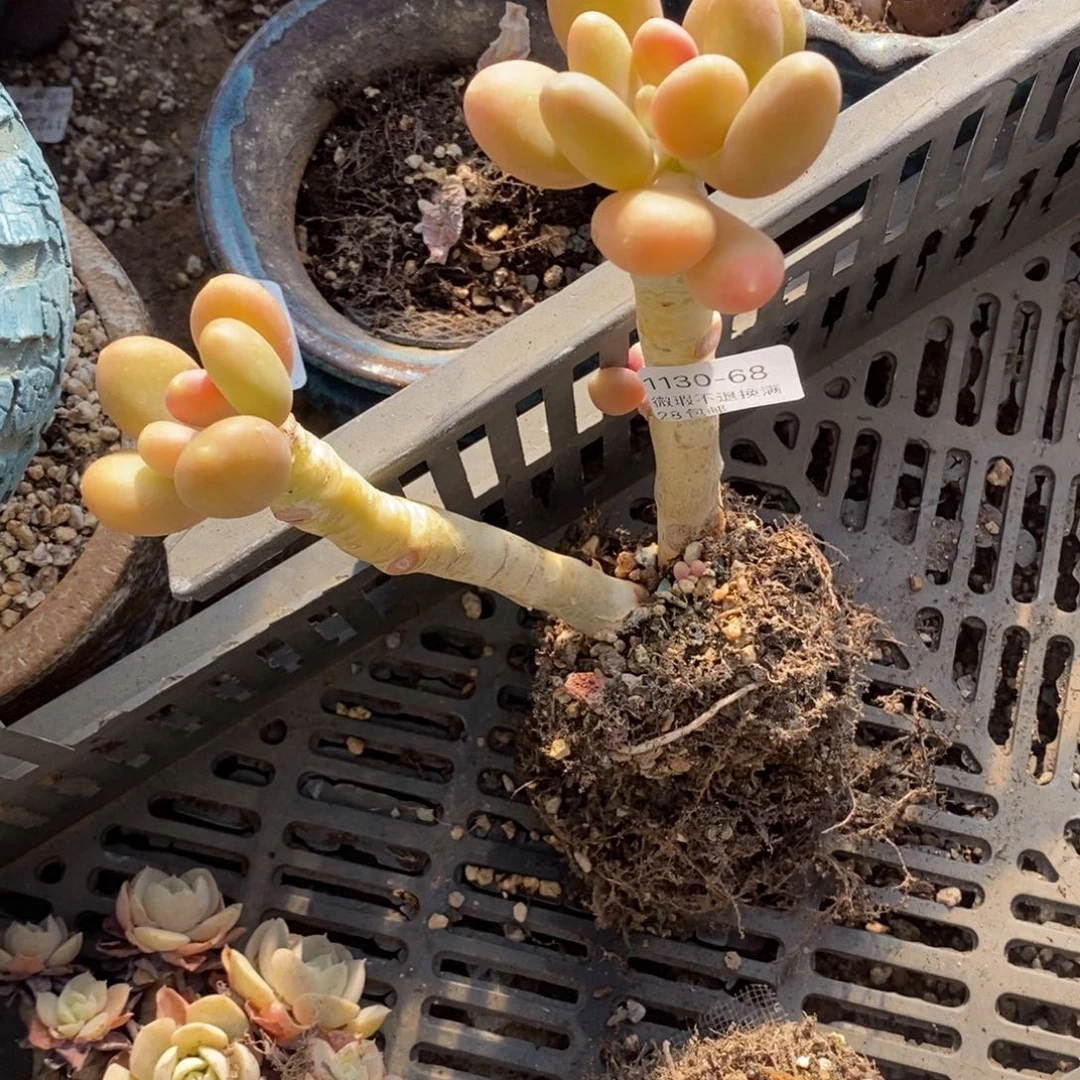 余***温68号多肉群小可爱