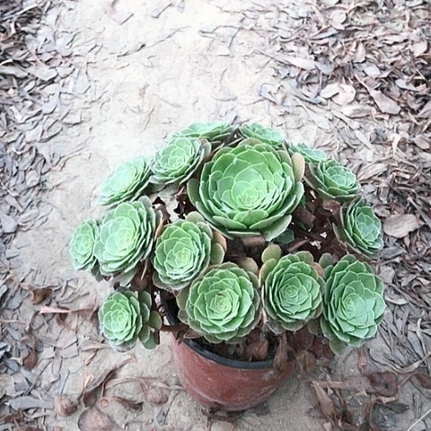 秋***雾万圣节法师多肉植物17