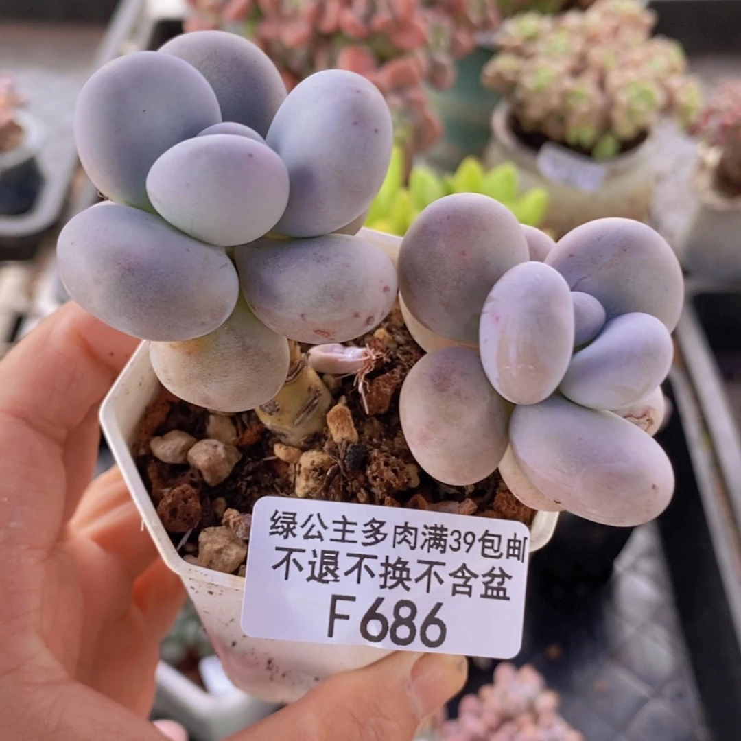 水光针奶酪8cm686多肉植物