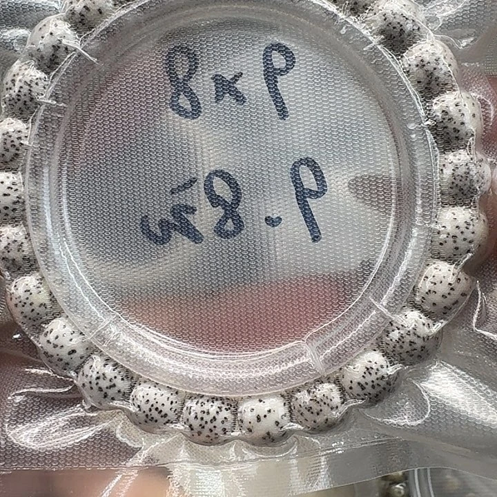 星月菩提手串51入门原生态原脂白98