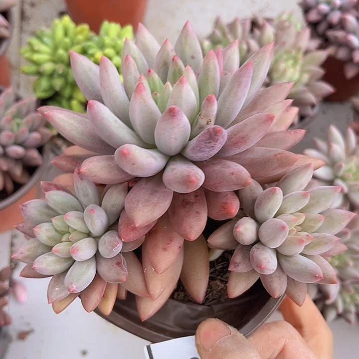 水晶球0286多肉植物