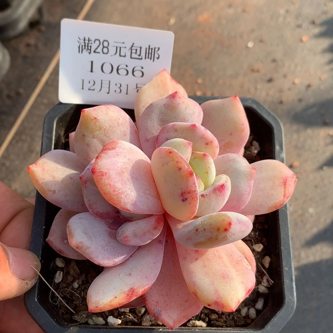 【闪购商品】云1066号变异石化8厘米