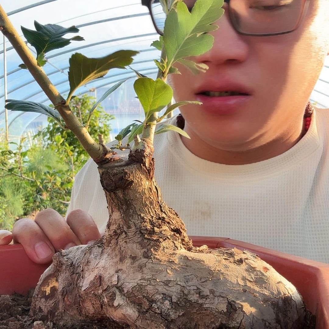 花***酒当前无花朵，栽培后可花朵