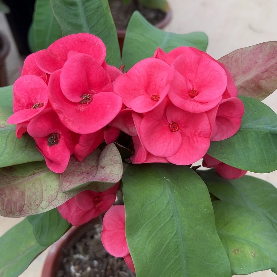 洛神泰国大花虎刺梅