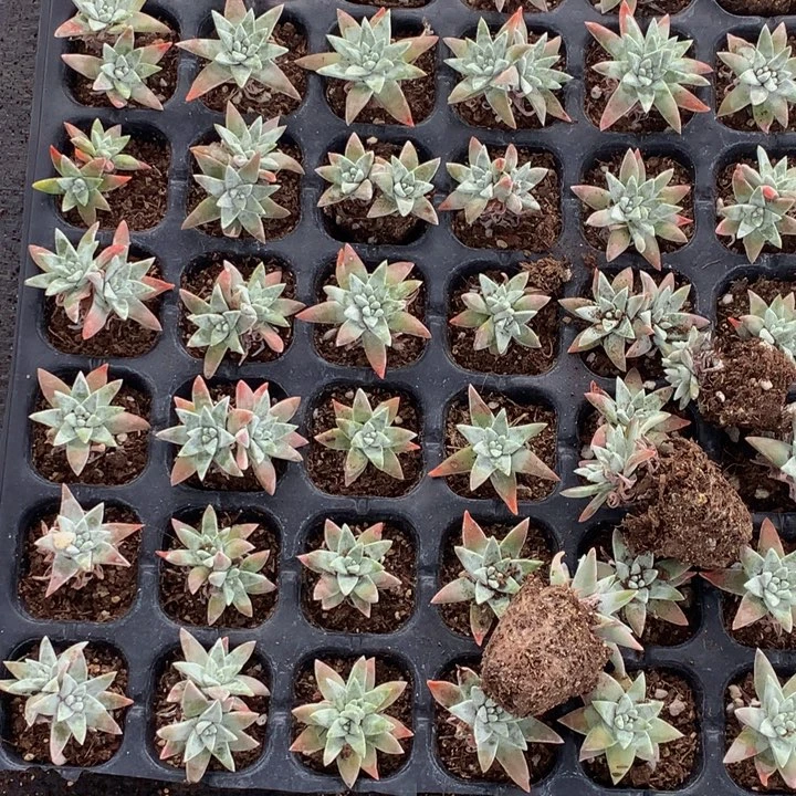 白菊小 （满9.99包邮不满9.99发叶子）