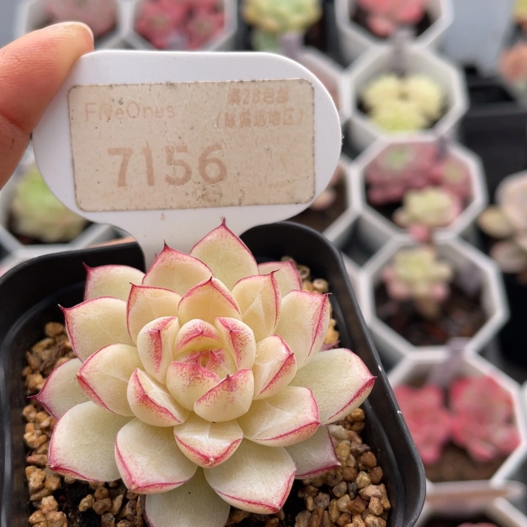 红边女王7156-4.5厘米