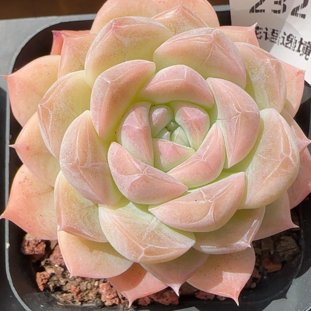 花语逸镜0225-232