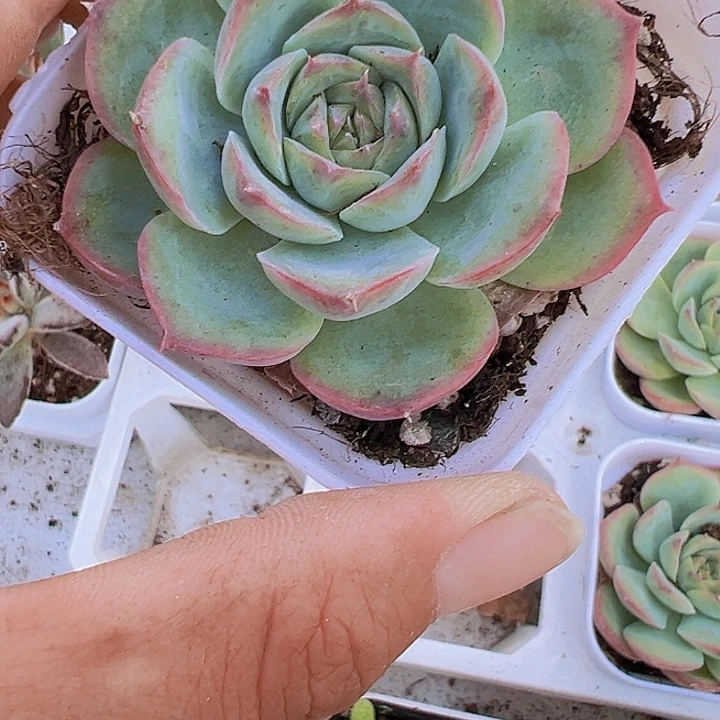 侧影多肉植物19包邮