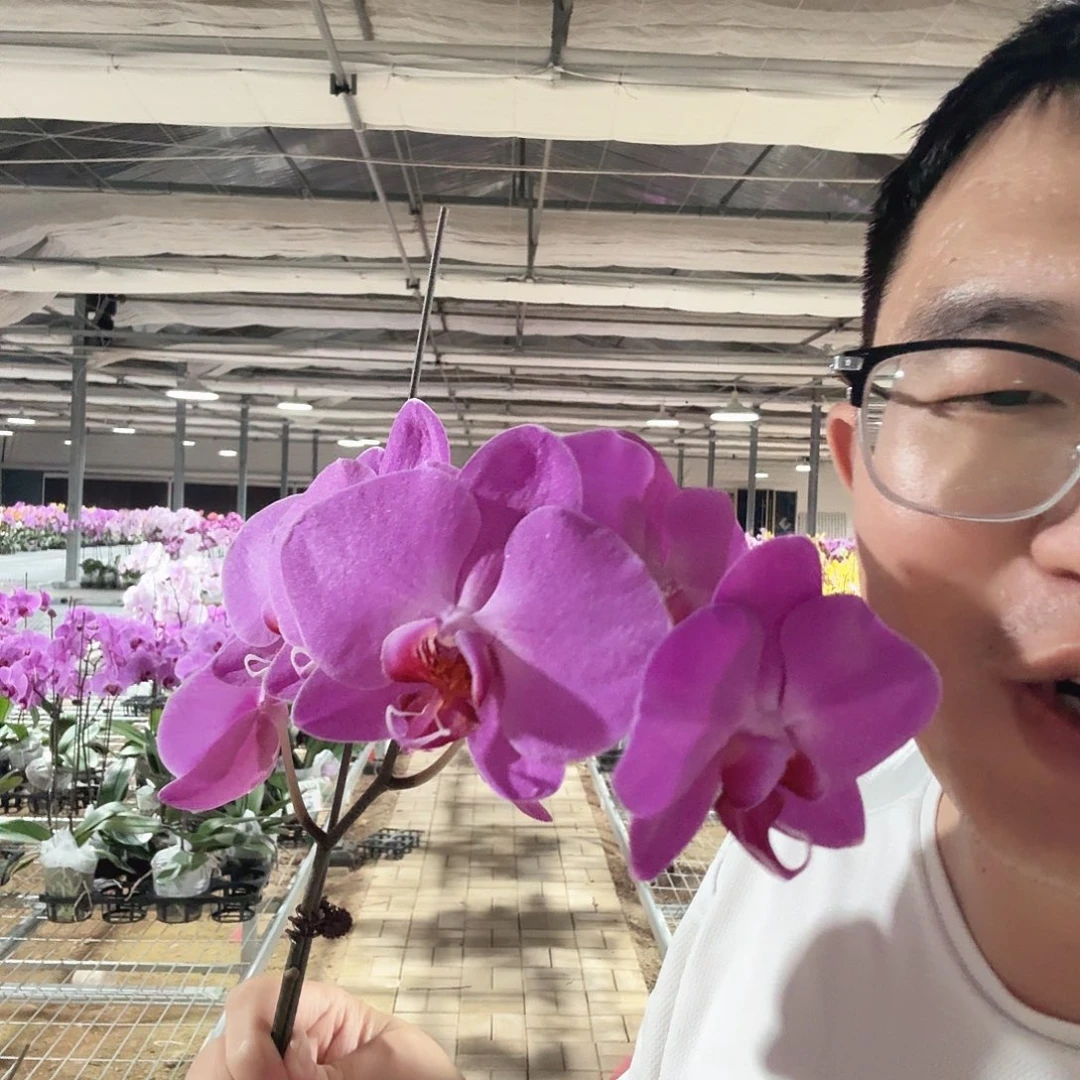 完全开放孟菲斯3.5