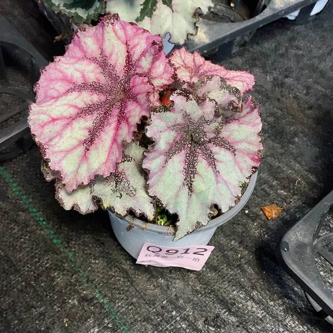 不开花植物向****^秋海棠912