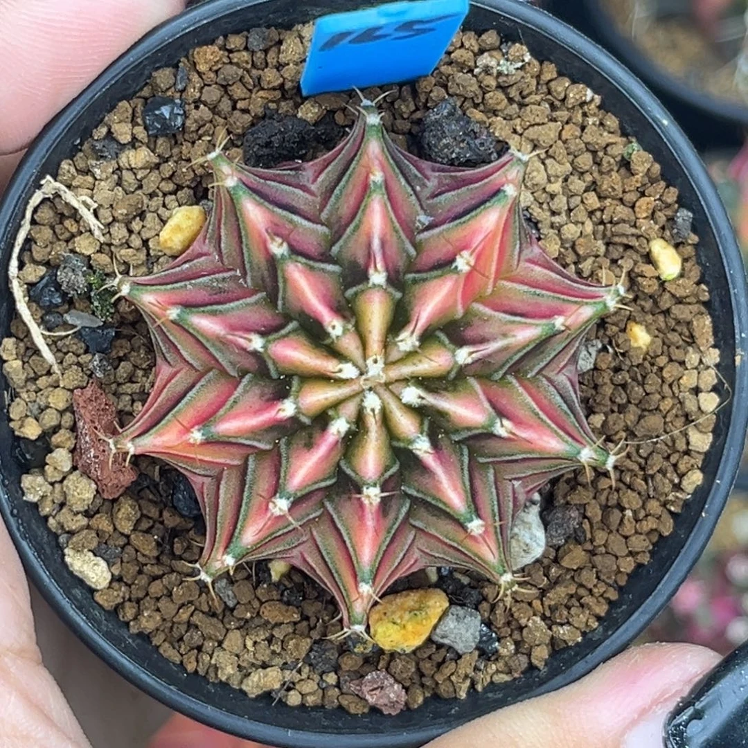 165 泰系肋骨锦 带盆土发货