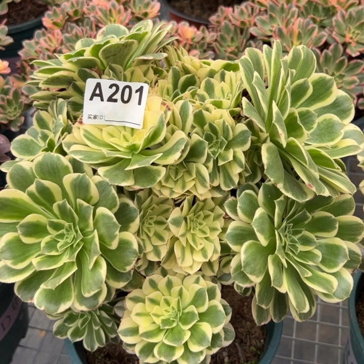 201碧玉25厘米左右