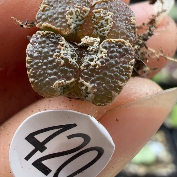 420干11111111111111斤