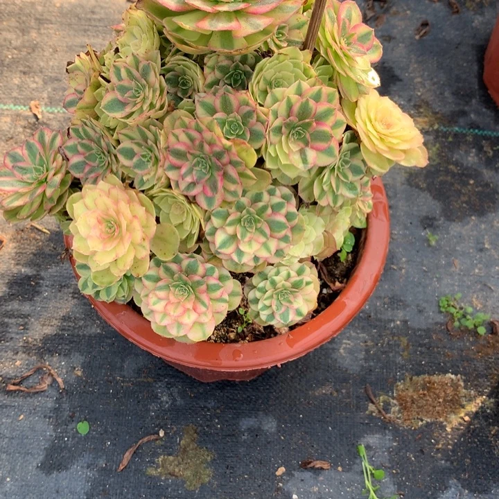 258雨荷多肉植物特价