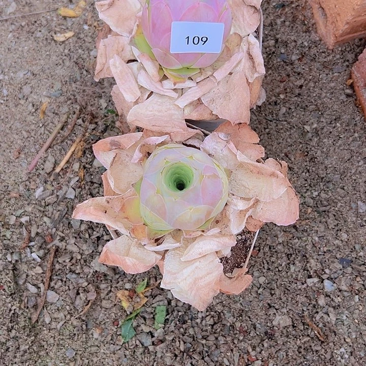 山地玫瑰多肉植物109