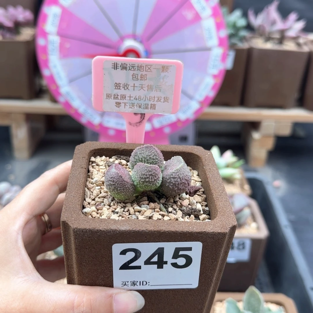 ?****?245贝鲁基德多肉植物