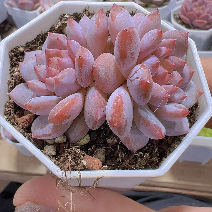 双头星星橙19包邮