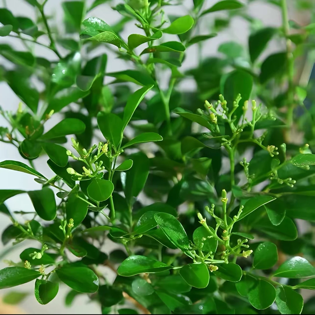 九里香盆栽绿植盆栽浓香型客厅阳台室内外驱蚊驱虫植物