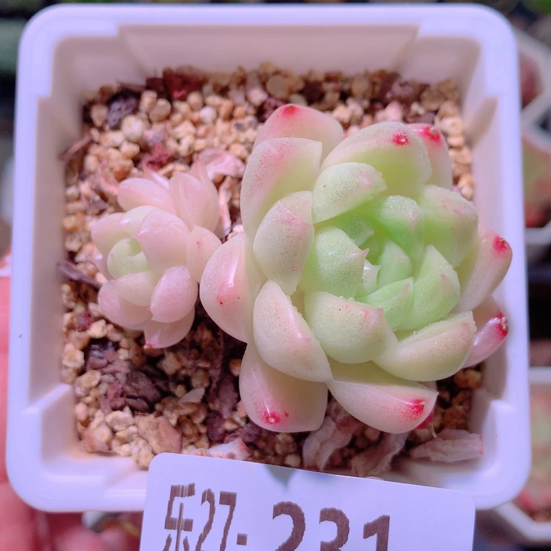 乐然27-231 麦秆