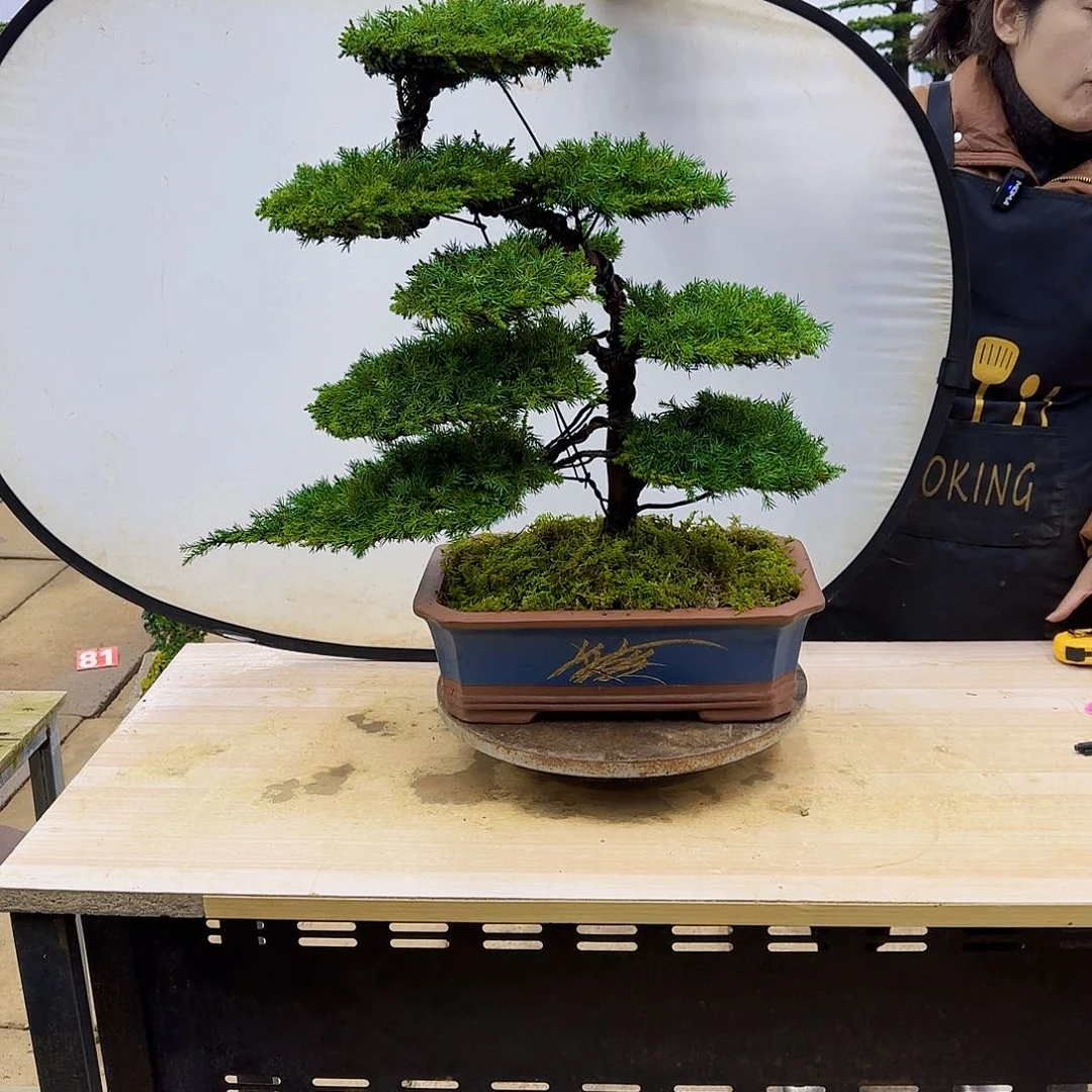 盆景直播间一物一拍