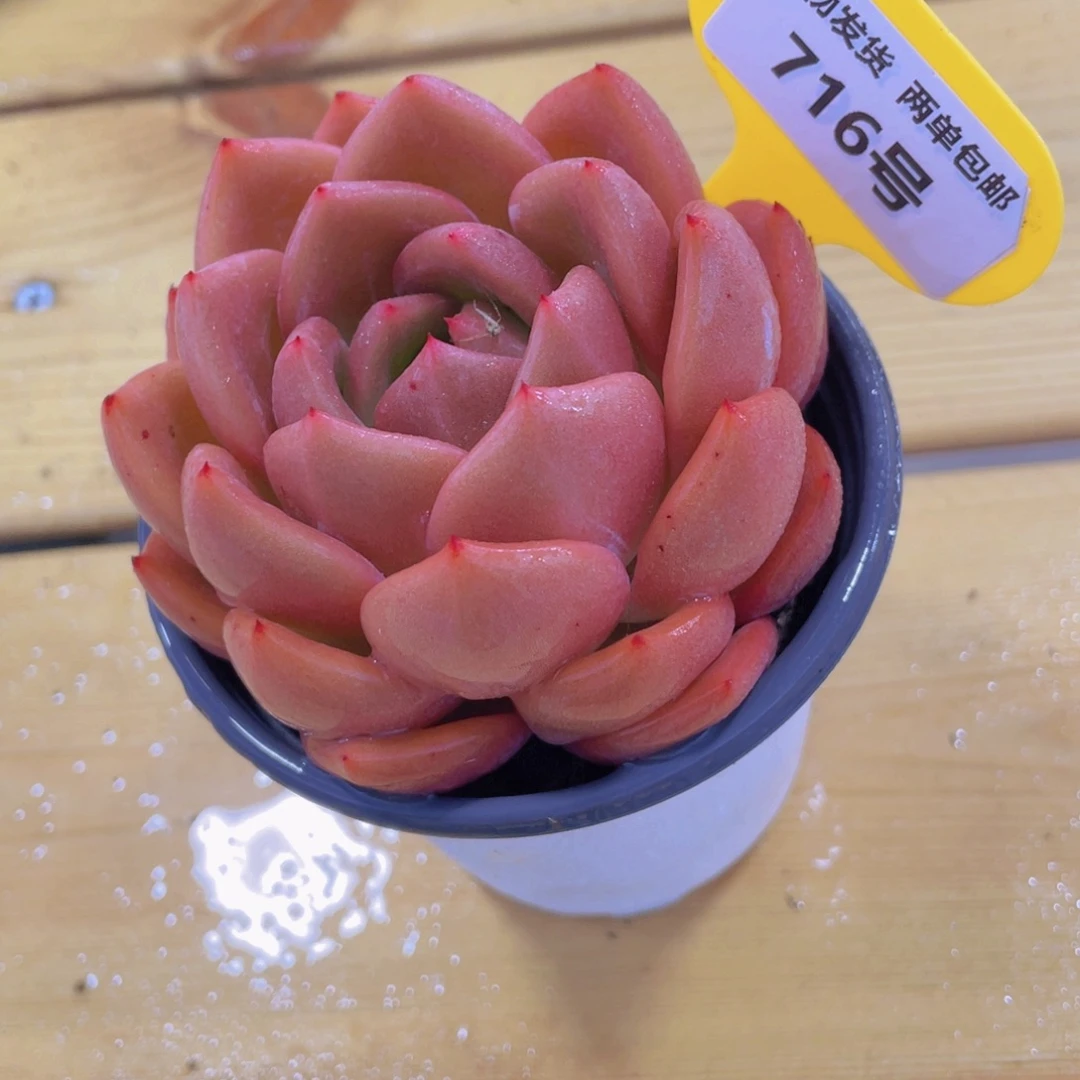 716号 宽叶全状态q橙