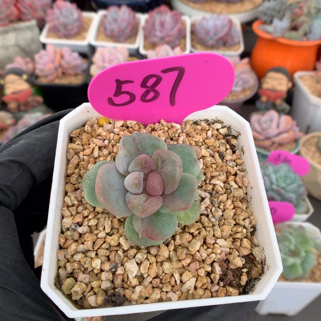 587 冰玉石化炸一个