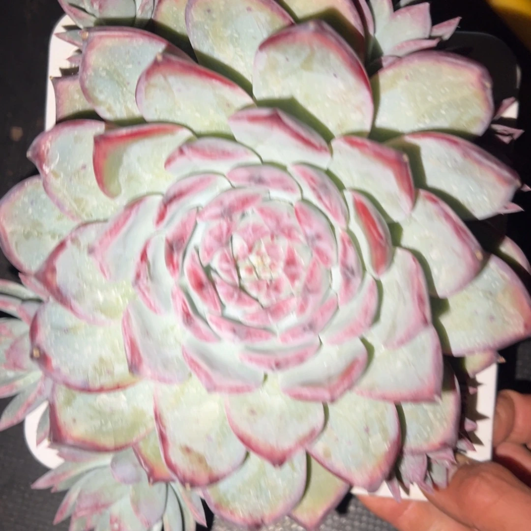 吴***宇红拉糖多肉植物30