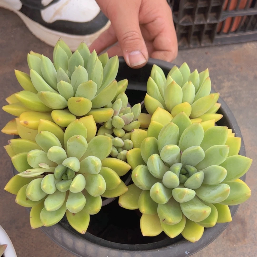 黄金象牙双头起发两盆