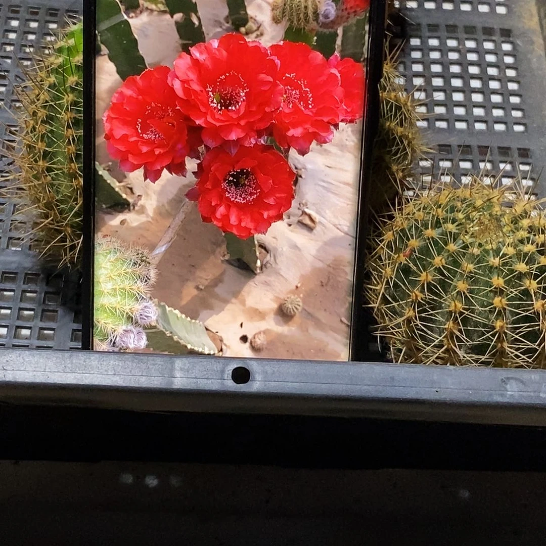 彩 176侧芽歪20包邮/5公分