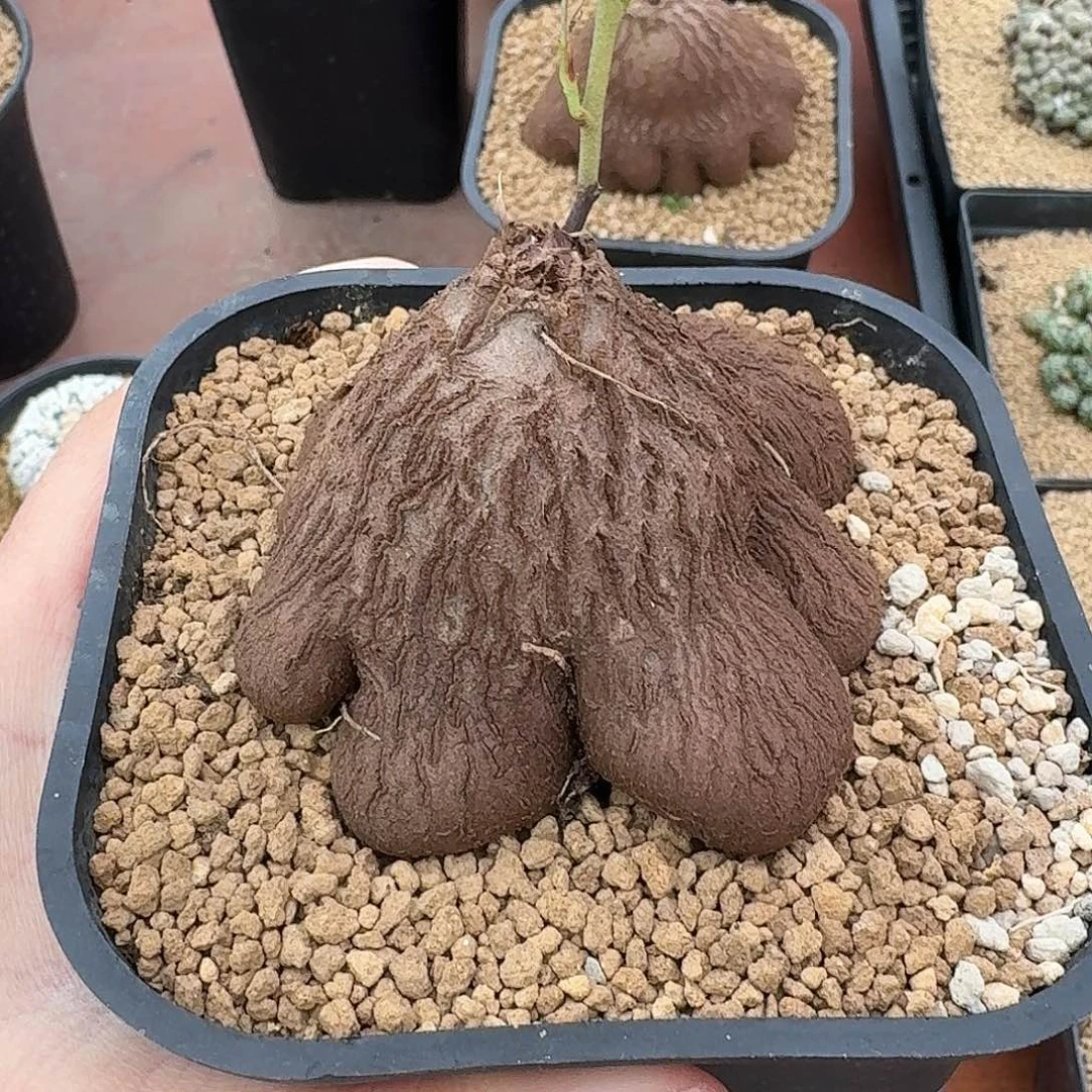 辰***北多腿象足仙人球12345