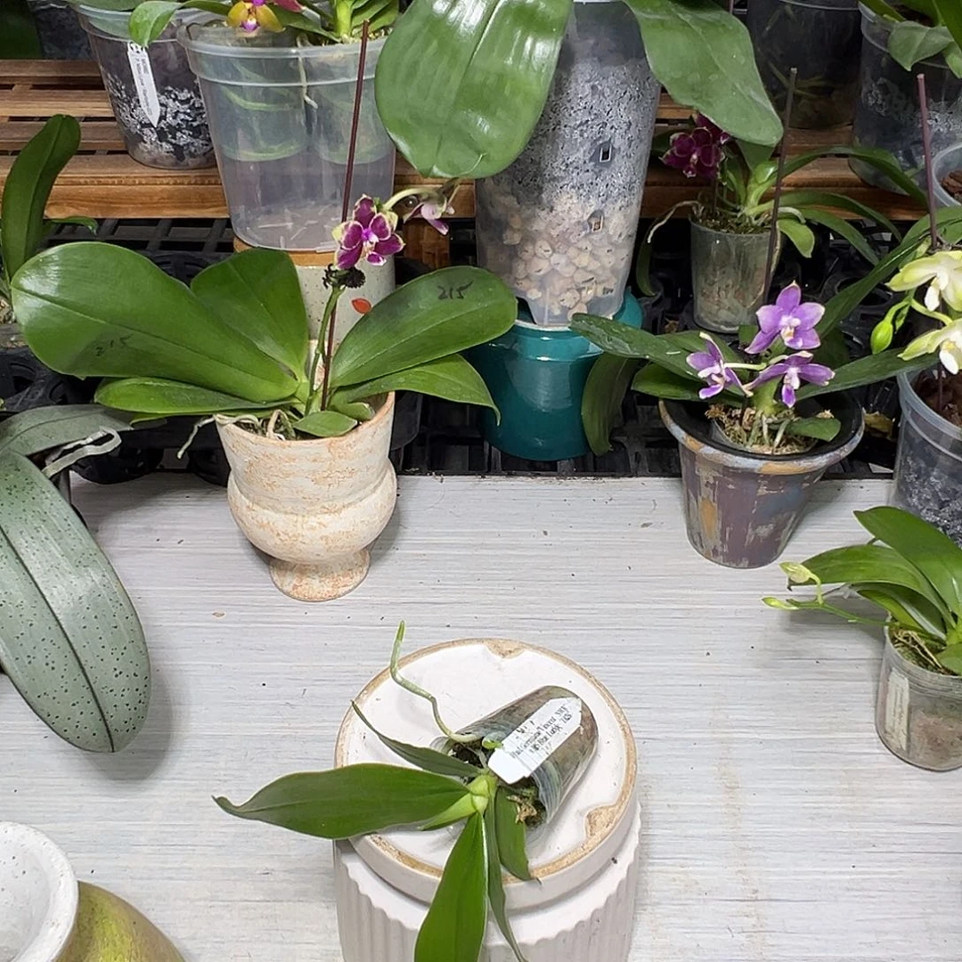 轻***水当前无花栽培后可以开花蓝陆帝交品