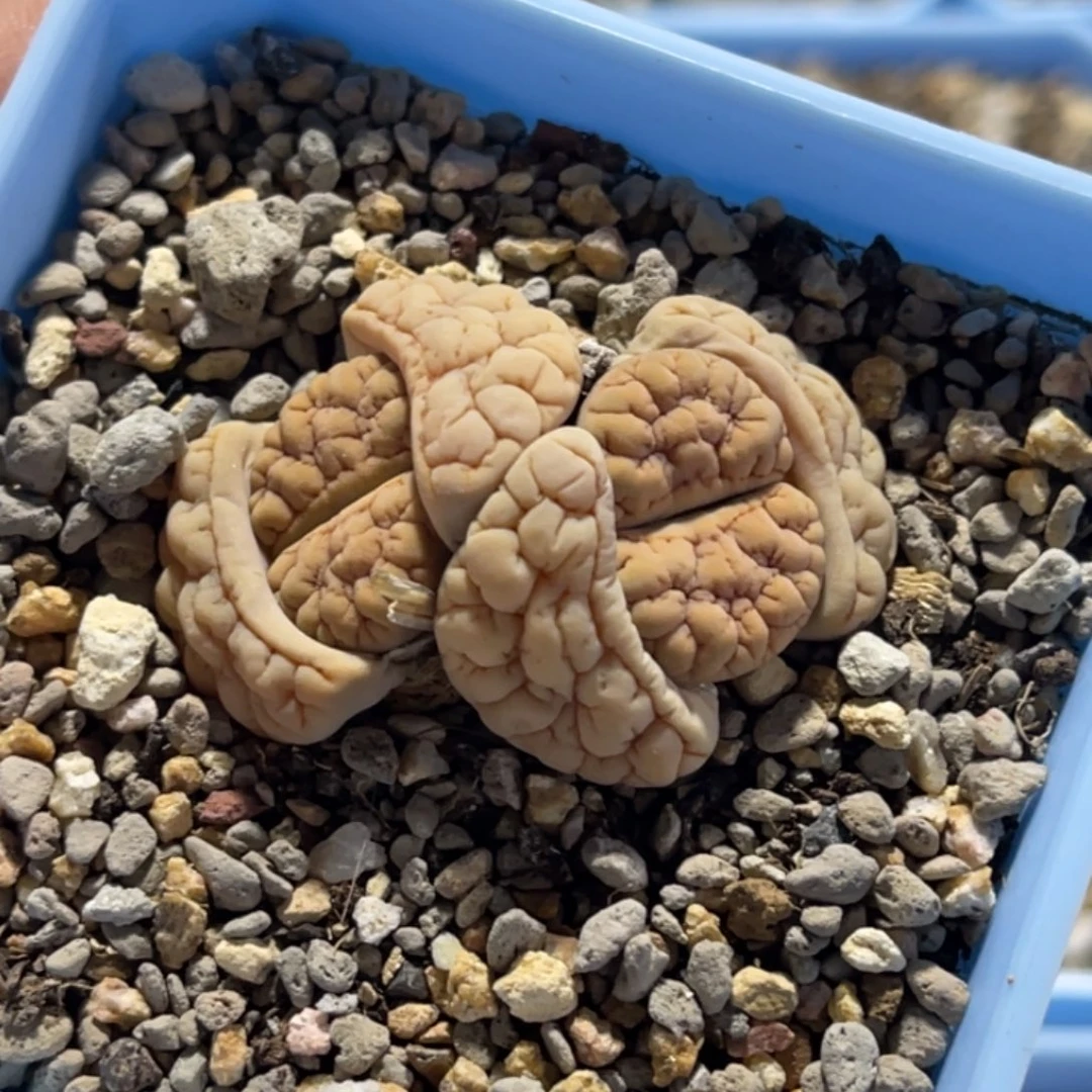 7112双头凹凸189荒玉