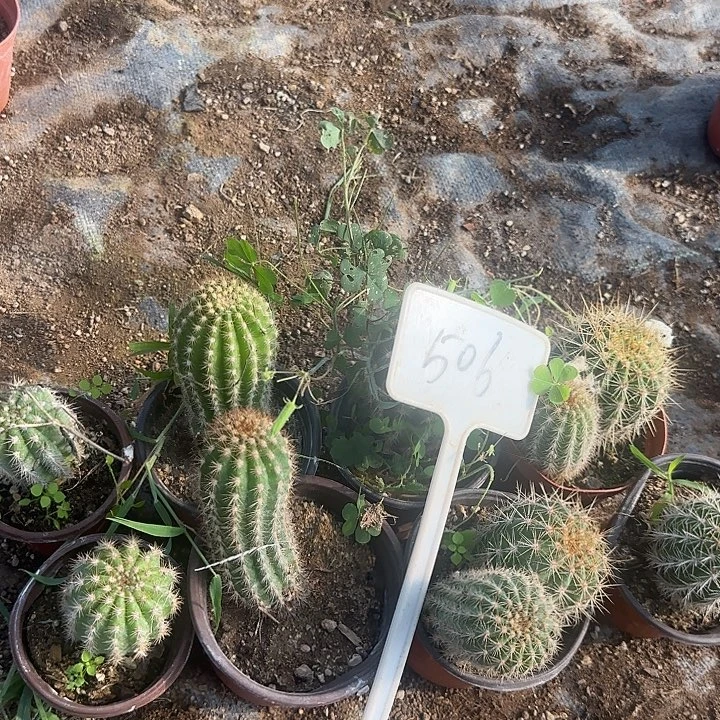 云***506号毛花柱瑕疵球20实生的
