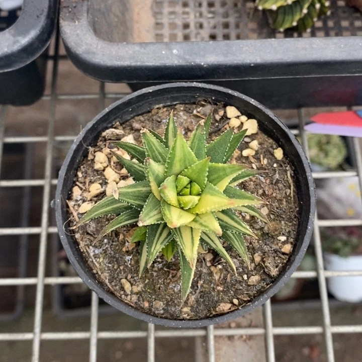 伯克利和格蕾特等人