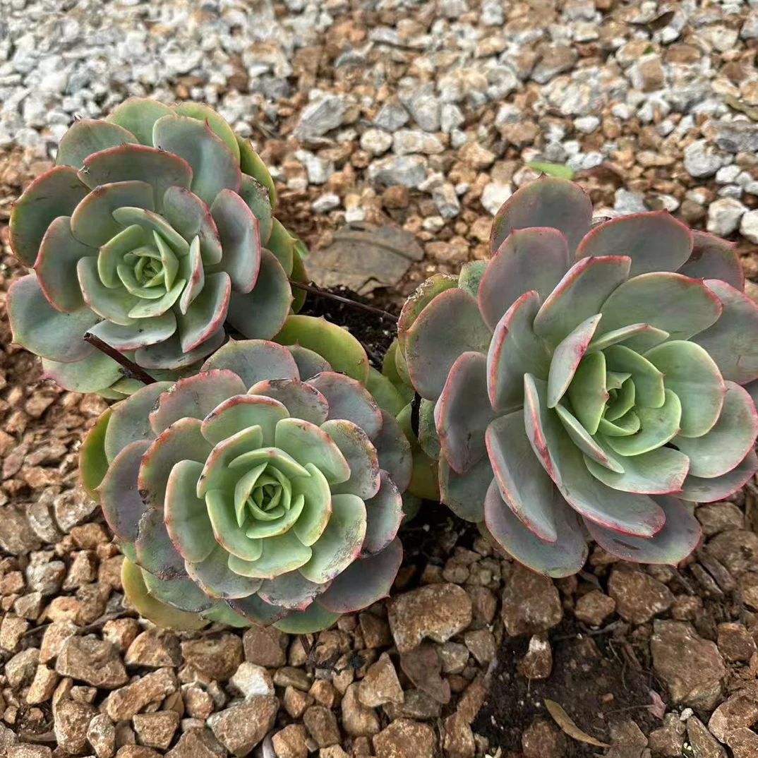 多头白雪公主 金金精品多肉植物