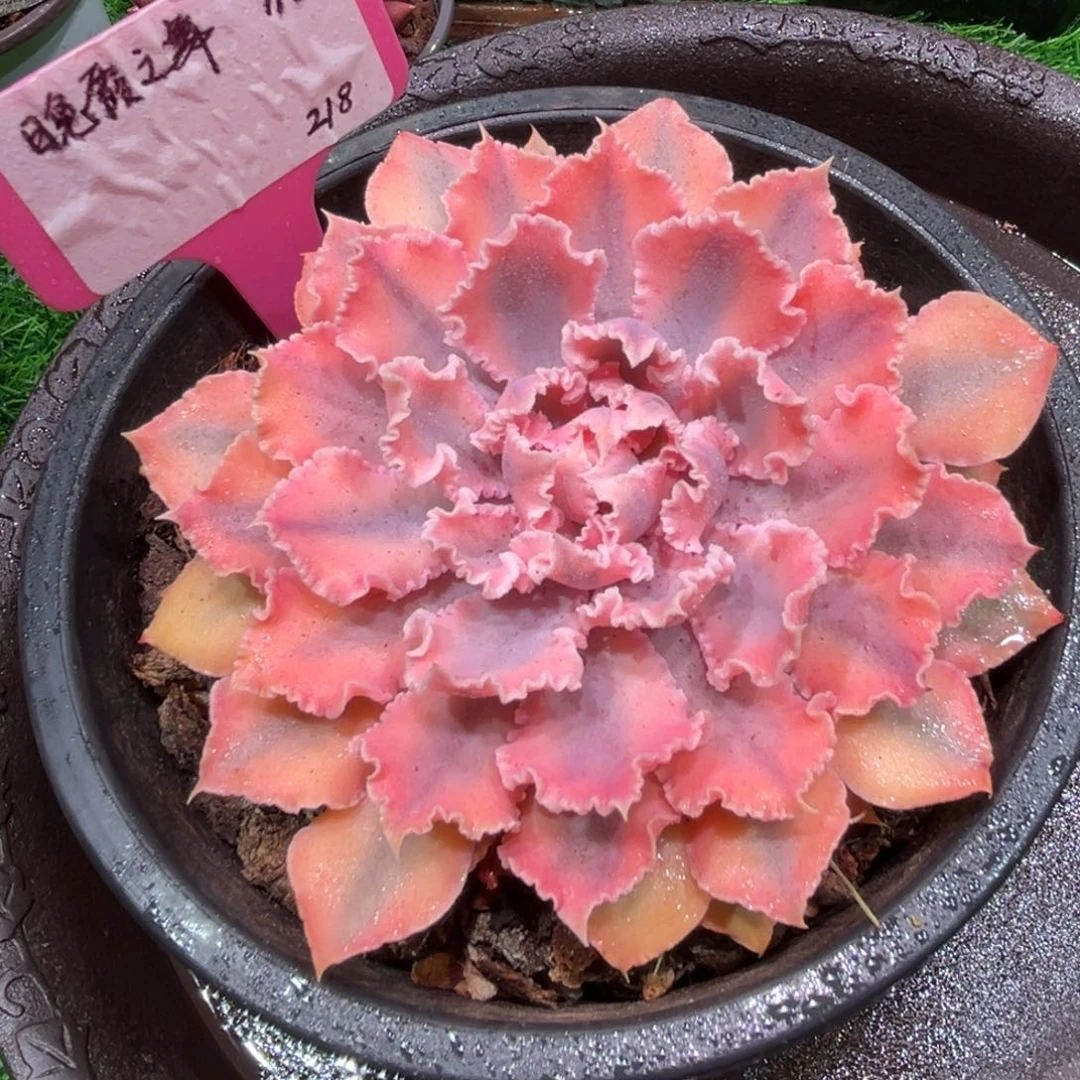 晚霞之舞锦，一物一拍。