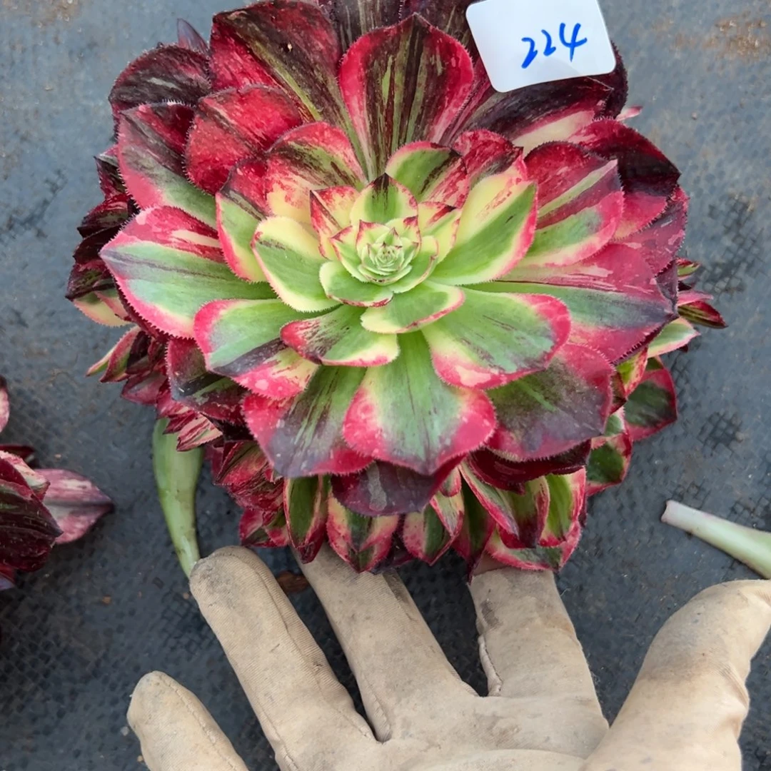 离***天224伯爵无根多肉嘻嘻嘻