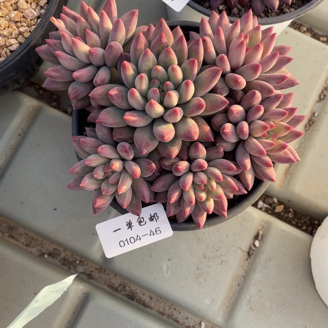 0104-46-虞美人。。，，。。