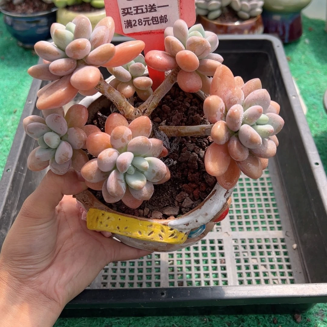 表妹精品多肉植物606.