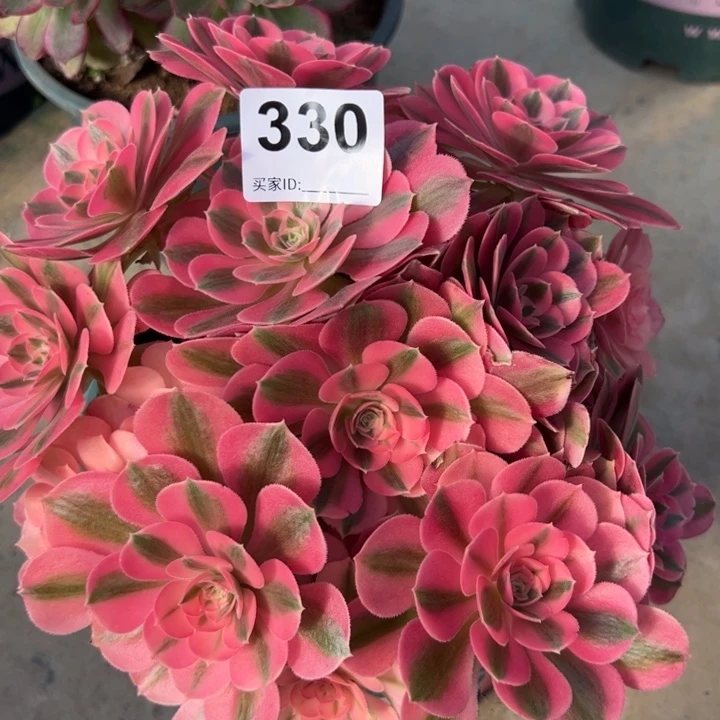 330女巫22厘米左右